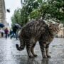 Шквалистый ветер ожидается в Тульской области в ближайший час