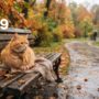 Утренний дайджест ИА «За Новомосковск»: SHAMAN на КВН, аварийные дома и семейная столица России