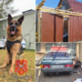 В Ясногорском районе служебная собака по кличке Амстел помогла раскрыть кражу